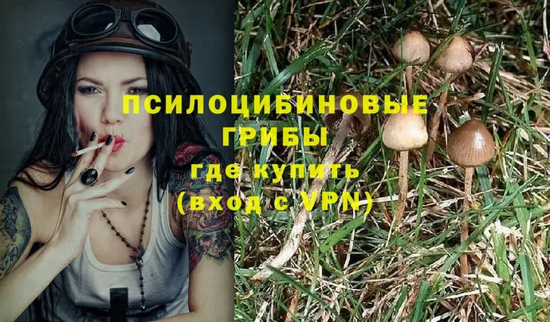 Псилоцибиновые грибы Psilocybe  МЕГА ссылки  Москва 