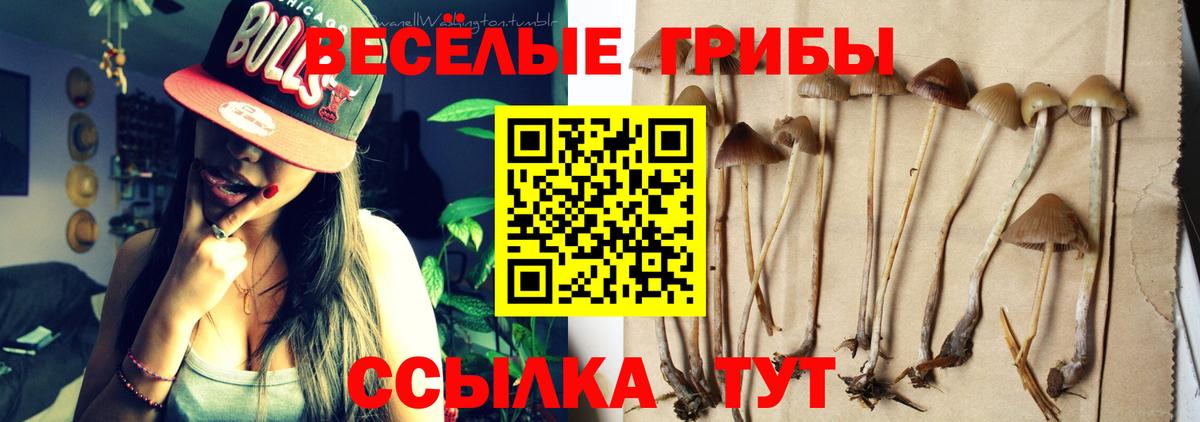 Псилоцибиновые грибы Psilocybe  Галлюциногенные грибы прущие грибы  Москва 